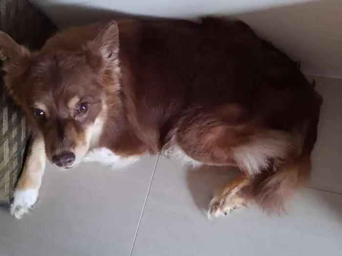 Cachorro ra a Border Collie idade 6 ou mais anos nome Kira