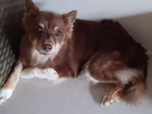 Cachorro raça Border Collie idade 6 ou mais anos nome Kira
