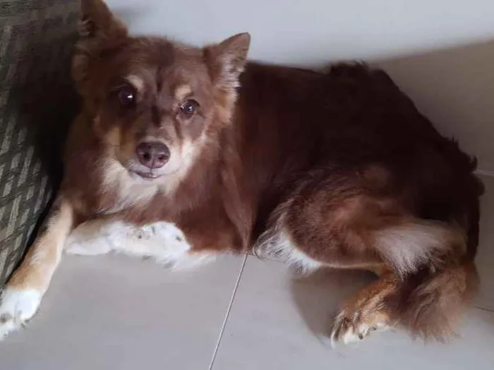 Cachorro ra a Border Collie idade 6 ou mais anos nome Kira