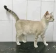 Gato raça SRD idade 2 anos nome Bob