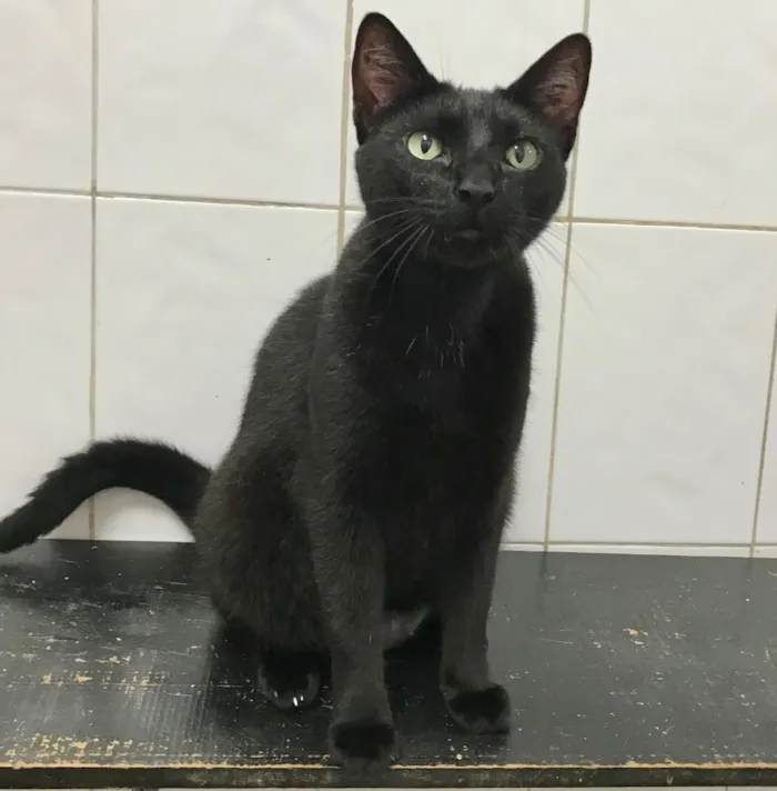 Gato ra a SRD idade 2 anos nome Luigi