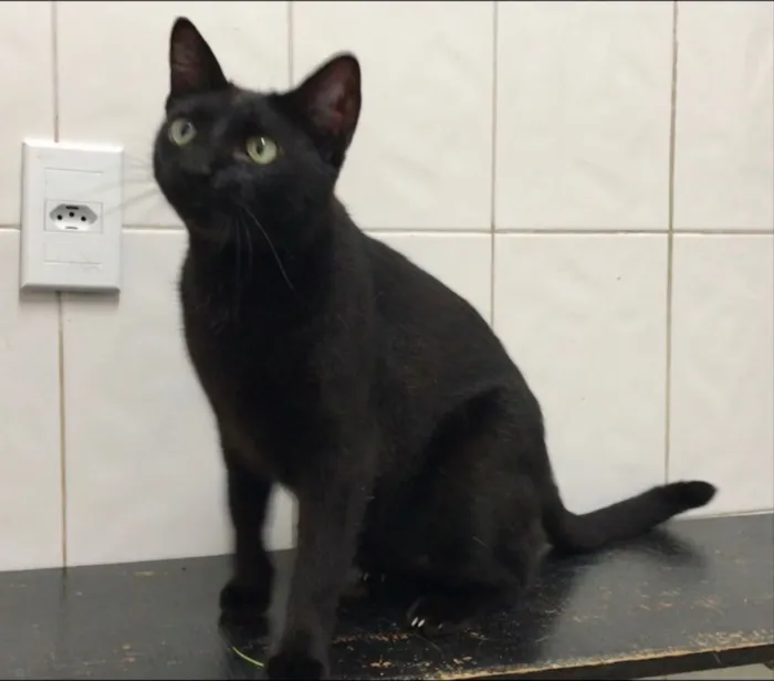 Gato ra a SRD idade 2 anos nome Luigi