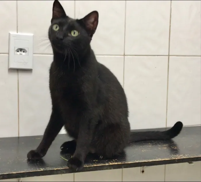 Gato ra a SRD idade 2 anos nome Luigi