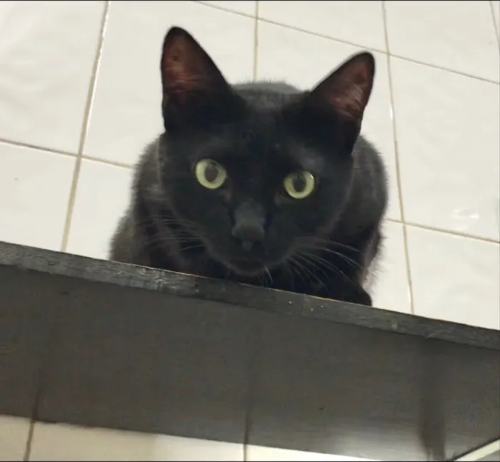 Gato ra a SRD idade 2 anos nome Luigi