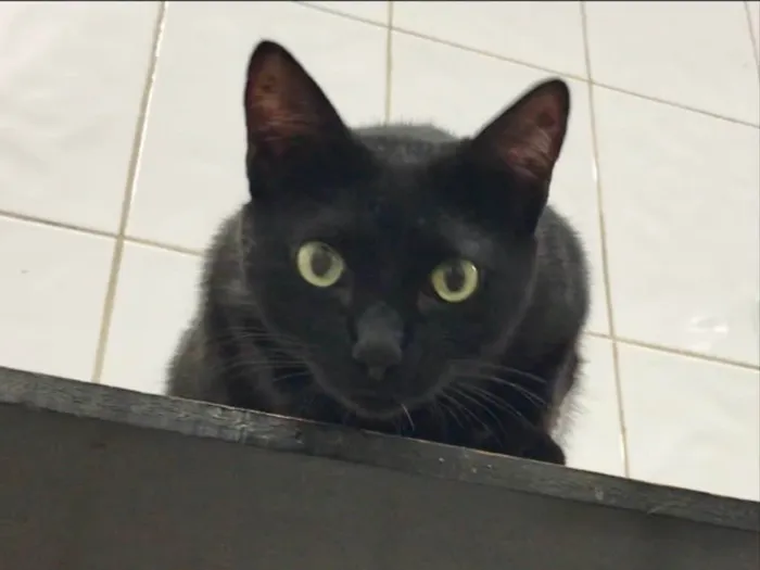Gato ra a SRD idade 2 anos nome Luigi