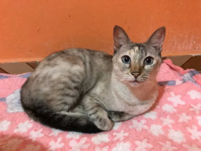 Gato ra a SRD idade 2 anos nome Maitê
