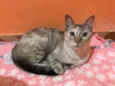 Maitê