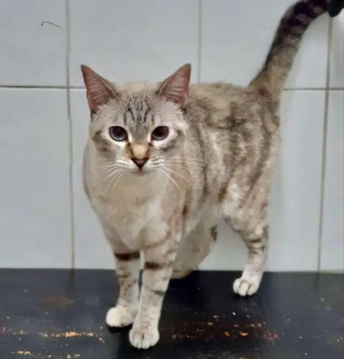 Gato ra a SRD idade 2 anos nome Maitê