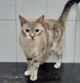 Maitê
