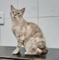 Maitê