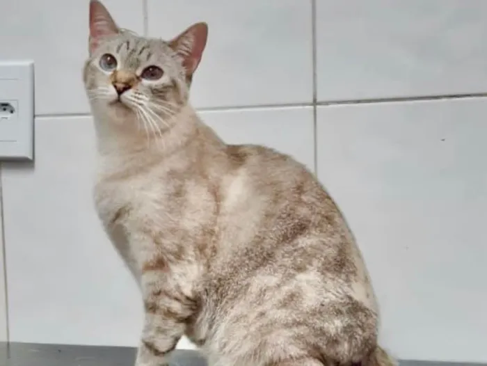 Gato ra a SRD idade 2 anos nome Maitê