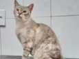 Maitê