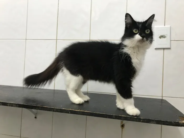 Gato raça SRD idade 1 ano nome Jasmine