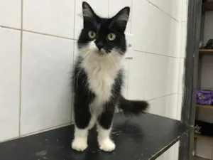 Gato raça SRD idade 1 ano nome Jasmine