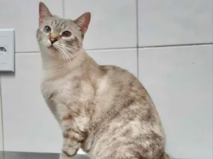 Gato raça SRD idade 2 anos nome Maitê