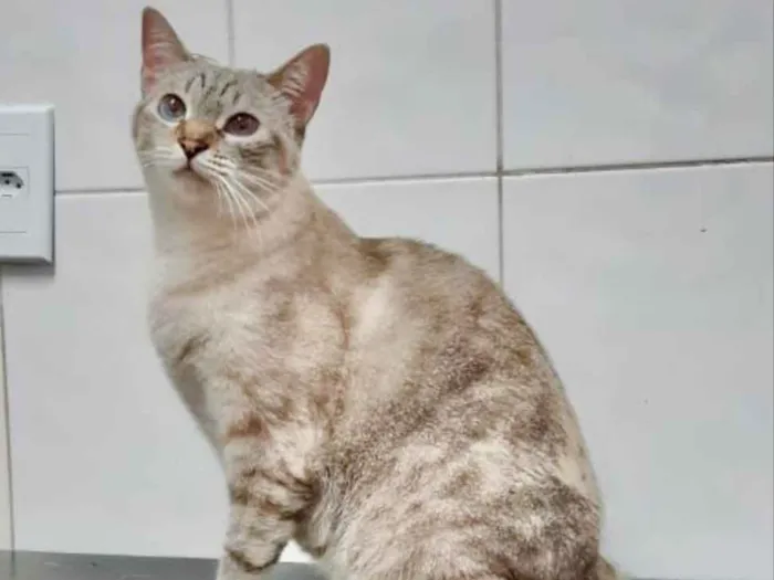 Gato ra a SRD idade 2 anos nome Maitê