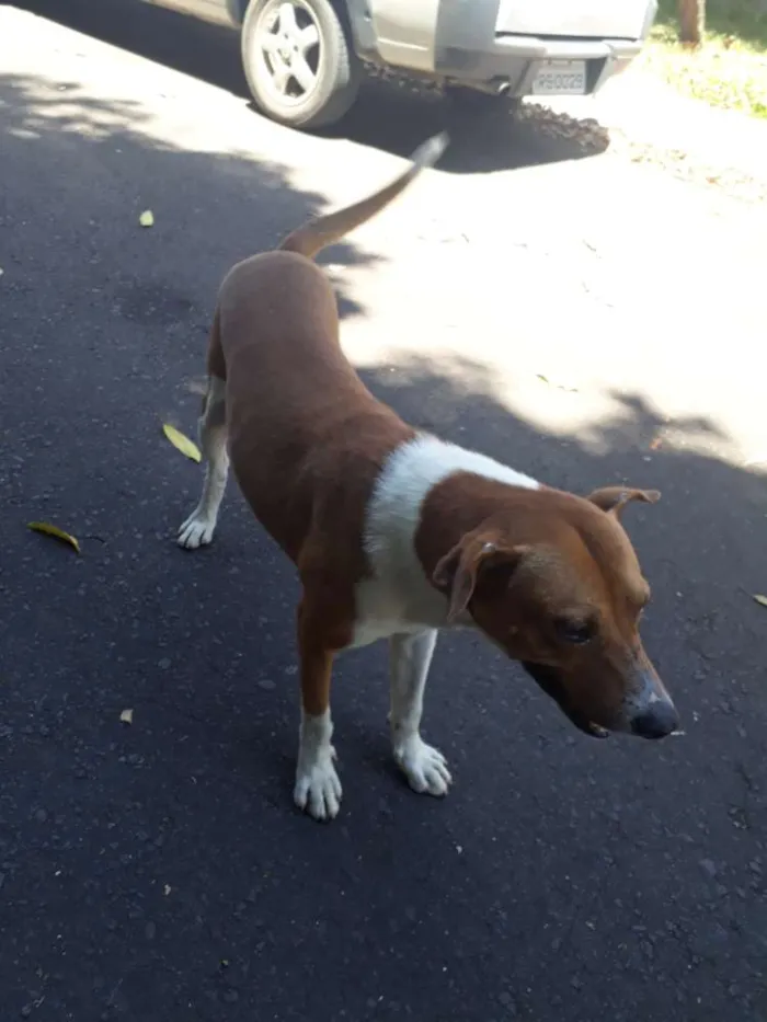 Cachorro ra a  idade 1 ano nome Amigo