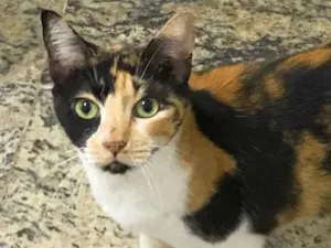 Gato raça SRD idade 2 anos nome Samantha 