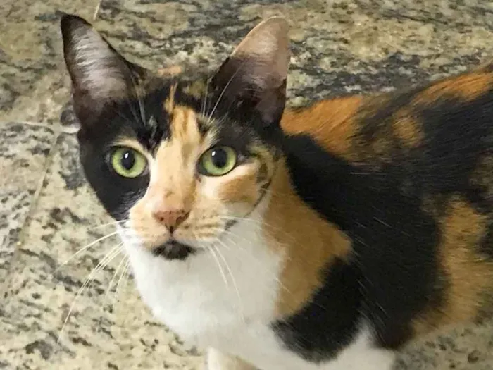 Gato ra a SRD idade 2 anos nome Samantha 