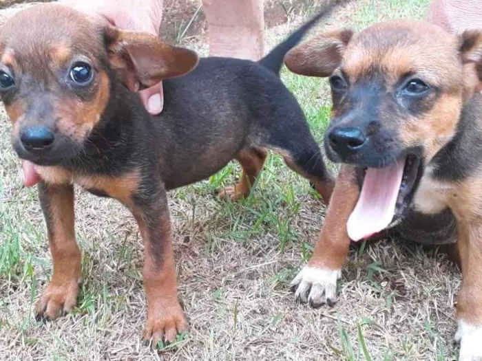 Cachorro ra a  idade Abaixo de 2 meses nome Filhotes