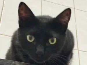 Gato raça SRD idade 2 anos nome Luigi