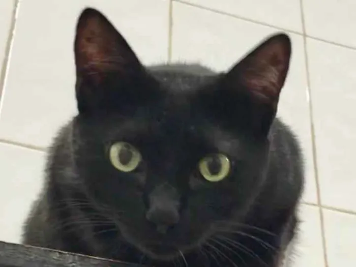 Gato ra a SRD idade 2 anos nome Luigi