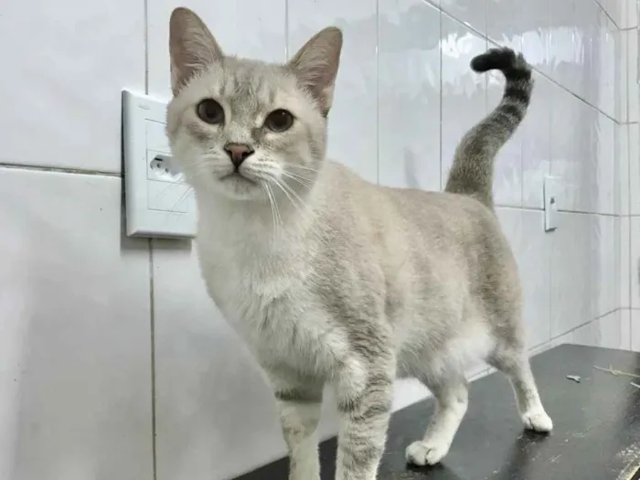 Gato raça SRD idade 2 anos nome Bob