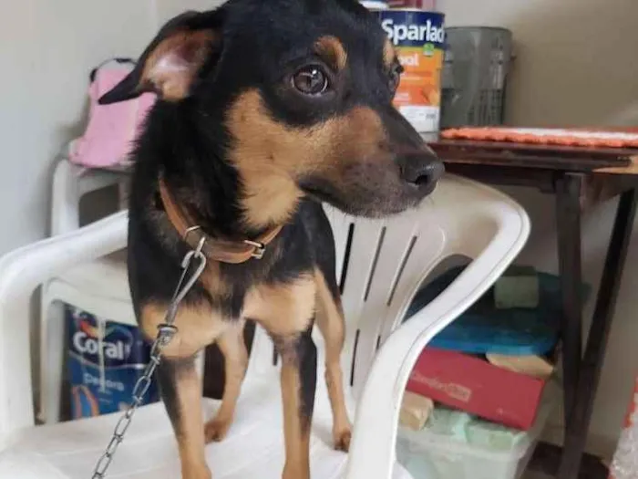 Cachorro ra a Sem raça, mãe é pinscher idade 1 ano nome Neguinho