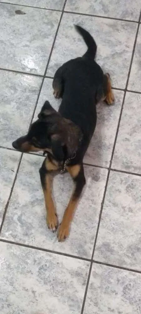 Cachorro ra a Sem raça, mãe é pinscher idade 1 ano nome Neguinho