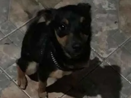 Cachorro ra a Sem raça, mãe é pinscher idade 1 ano nome Neguinho