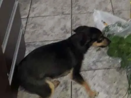 Cachorro ra a Sem raça, mãe é pinscher idade 1 ano nome Neguinho