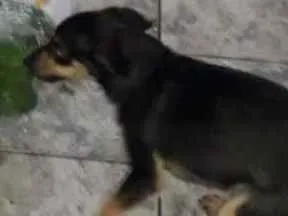 Cachorro ra a Sem raça, mãe é pinscher idade 1 ano nome Neguinho