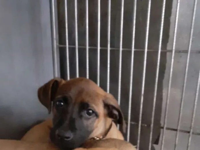 Cachorro raça  idade 2 a 6 meses nome Mob