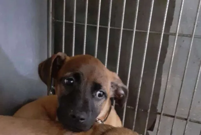 Cachorro raça  idade 2 a 6 meses nome Mob