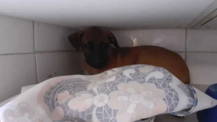 Cachorro raça  idade 2 a 6 meses nome Mob