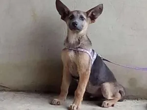 Cachorro raça SRD idade 2 a 6 meses nome Sem nome