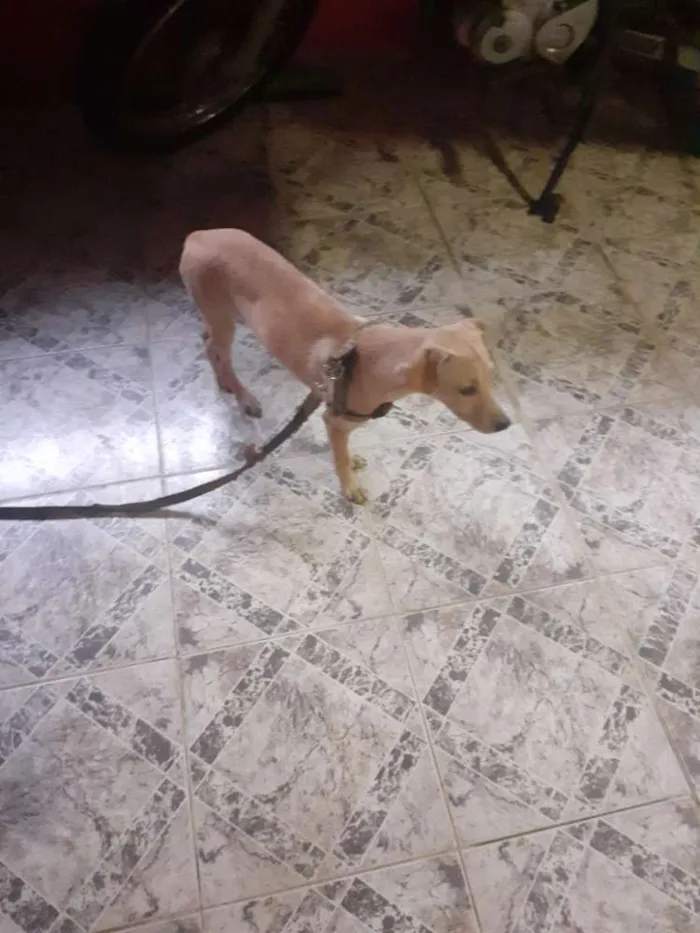 Cachorro raça No se  idade 7 a 11 meses nome Nina