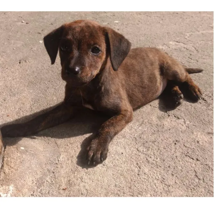 Cachorro ra a Sem raça definida idade 2 a 6 meses nome Akira