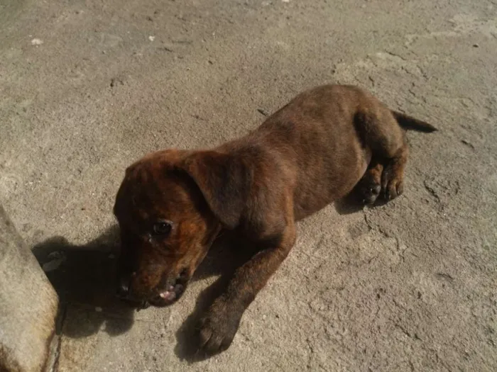 Cachorro ra a Sem raça definida idade 2 a 6 meses nome Akira
