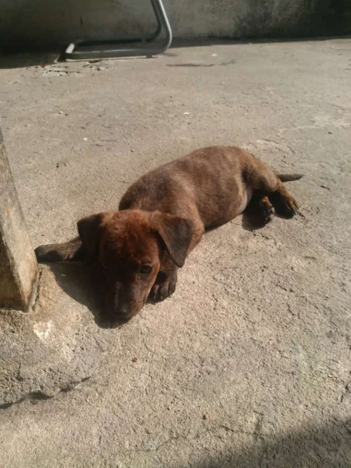Cachorro ra a Sem raça definida idade 2 a 6 meses nome Akira
