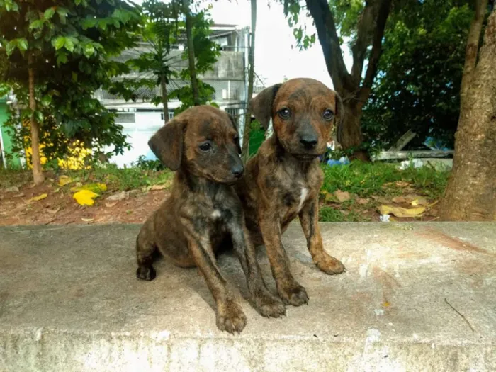 Cachorro ra a Sem raça definida idade 2 a 6 meses nome Akira