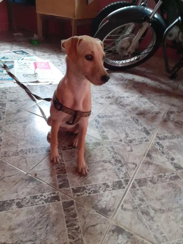 Cachorro raça No se  idade 7 a 11 meses nome Nina