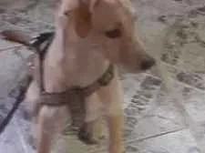 Cachorro raça No se  idade 7 a 11 meses nome Nina