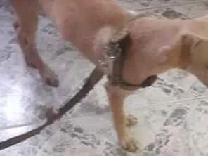 Cachorro raça No se  idade 7 a 11 meses nome Nina