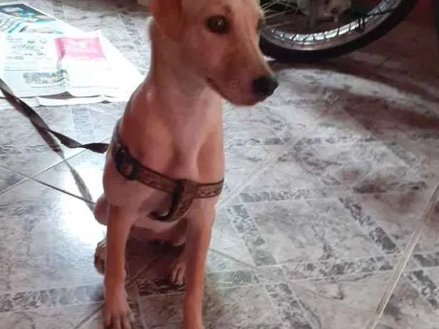 Cachorro raça No se  idade 7 a 11 meses nome Nina