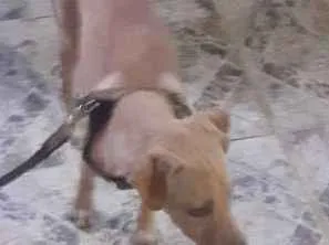 Cachorro raça No se  idade 7 a 11 meses nome Nina