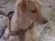 Cachorro raça No se  idade 7 a 11 meses nome Nina