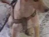 Cachorro raça No se  idade 7 a 11 meses nome Nina
