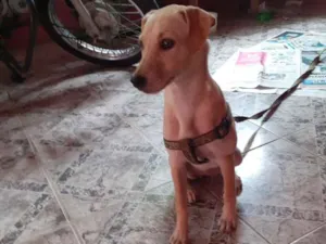 Cachorro raça No se  idade 7 a 11 meses nome Nina