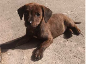 Cachorro raça Sem raça definida idade 2 a 6 meses nome Akira